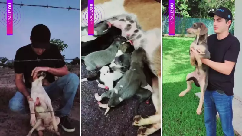 Cadelinha Abandonada Grávida é Resgatada em Estrada e Dá à Luz 6 Filhotes: 5 Aguardam um Lar