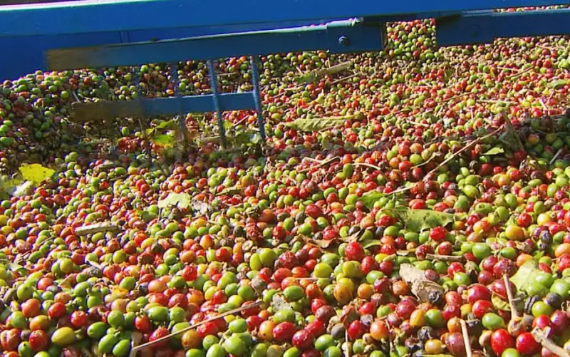 Café em Alta: Preço da Saca Dispara e Poder de Compra do Produtor Paulista Dobra na Safra 2025