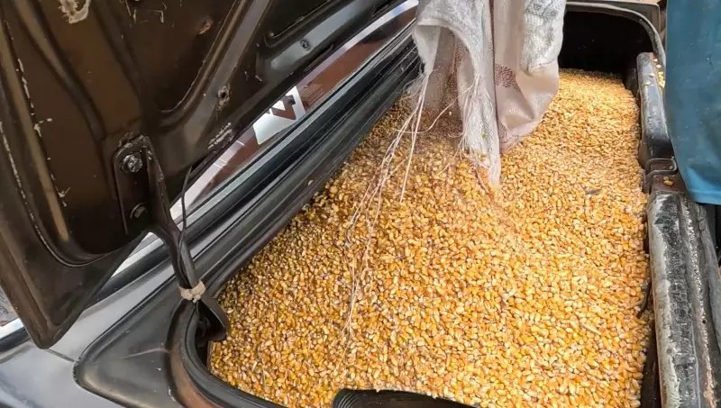 Caminhão Carregado de Milho Vira e Causa Caos na PR-218 no Paraná; Saques São Registrados