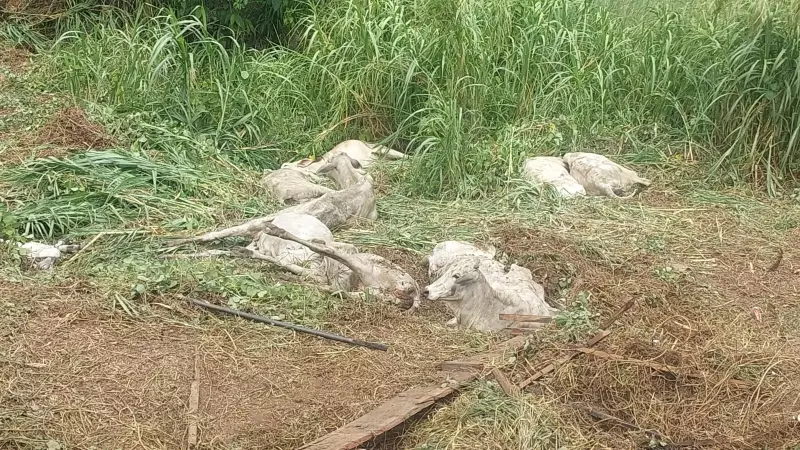 Caminhão com carga viva tomba na BR-317 no Acre e deixa rastro de tragédia animal
