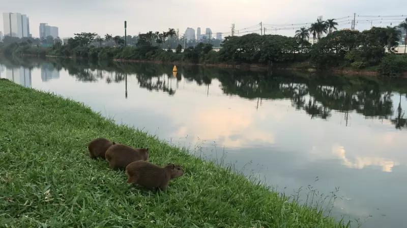 Capivara com sacola plástica no pescoço gera alerta sobre poluição no Rio Pinheiros