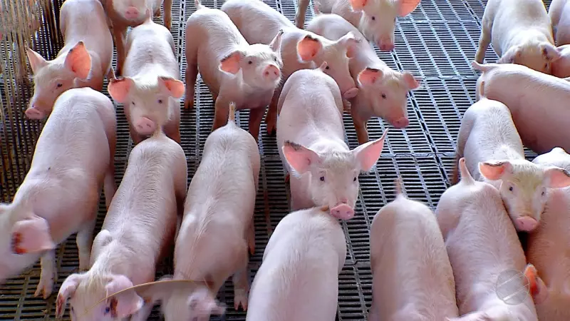 Carne Suína Retoma Competitividade Contra Frango Após Crise da Gripe Aviária, Revela Estudo da USP