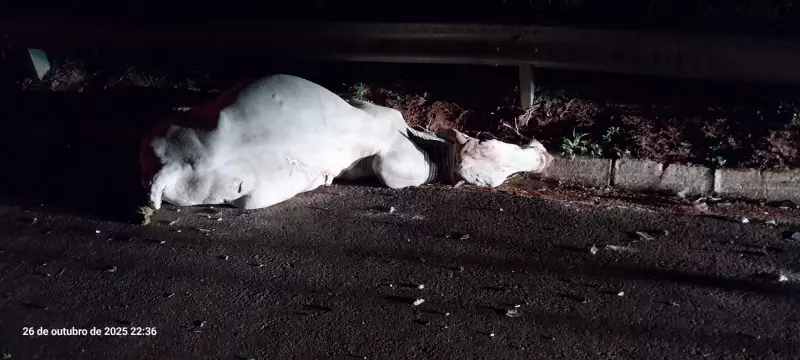 Carro colide com boi em rodovia de SP e deixa duas pessoas feridas | Acidente na SP-310