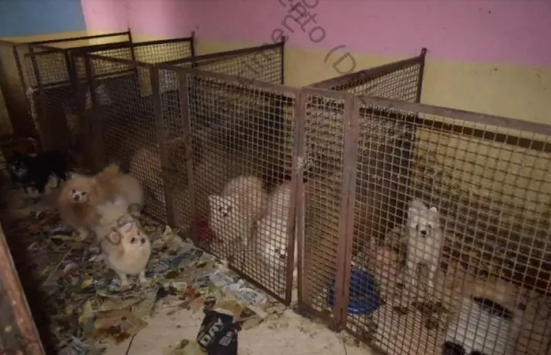 Casal condenado a pagar R$ 690 mil por maus-tratos a 134 cães e 4 gatos em Limeira