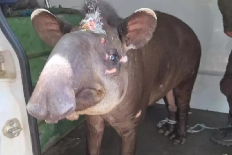 Casal de antas é reintroduzido na natureza de MT em estratégia para salvar espécie da extinção