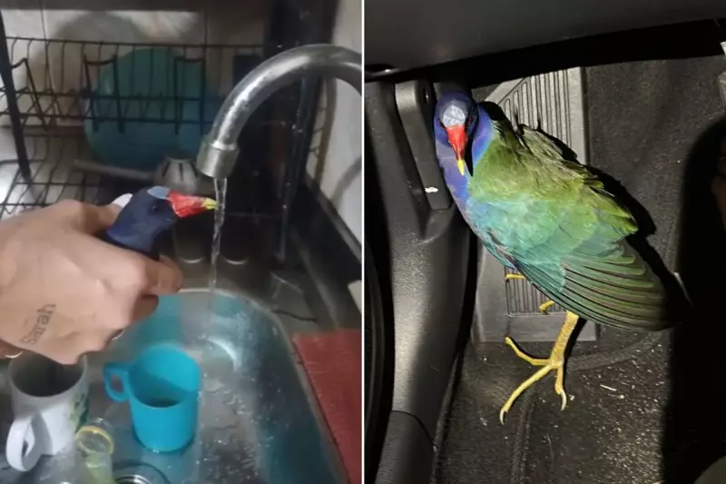 Casal encontra ave rara em SP com ajuda de IA: descoberta surpreende especialistas