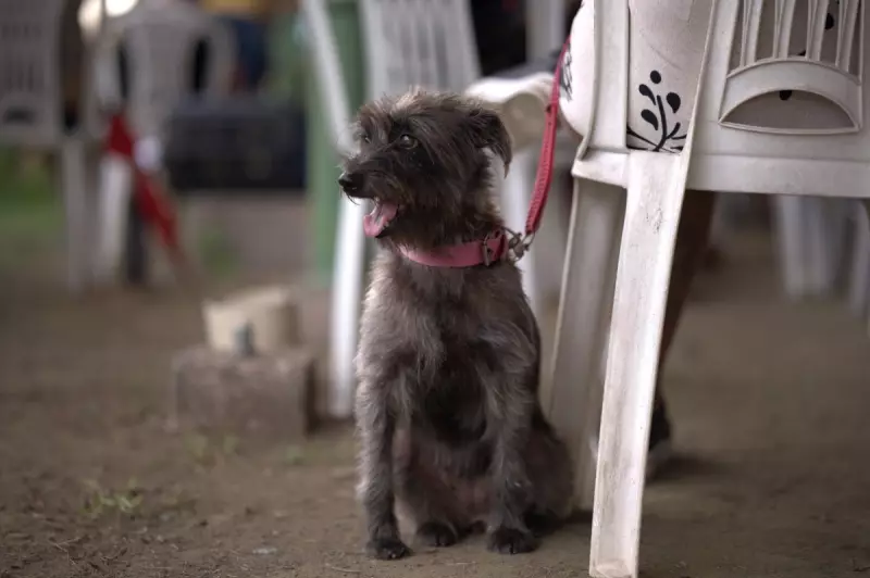 Castração Gratuita em Manaus: Agenda Abre Nesta Sexta (17); Veja Como Garantir a Vaga do Seu Pet