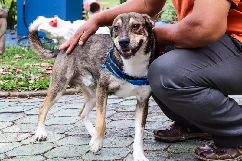 Castração Gratuita: Ferraz de Vasconcelos Abre Inscrições para Cães e Gatos