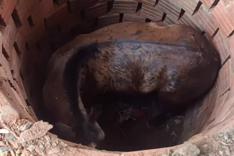 Cavalo cai em fossa assustadora e vive drama emocionante durante resgate de bombeiros em MS