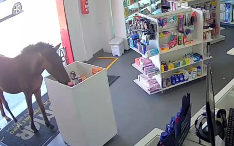 Cavalo invade farmácia em Barra dos Coqueiros e cena inusitada viraliza nas redes