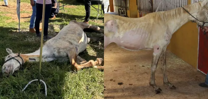 Cavalos Esqueléticos Resgatados em SC: Cena Chocante Revela Maus-Tratos e Abandono