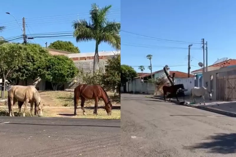 Cavalos Invadem Ruas de Presidente Prudente: Veja o Vídeo Surpreendente que Viralizou