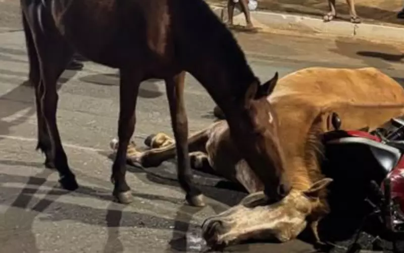 Cena Comovente: Cavalo Tenta Reanimar Égua Morta em Acidente Choca Goiânia