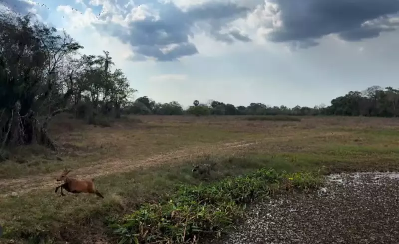 Cena de Caça Rara no Pantanal: Biólogo Flagra Onça-Pintada Perseguindo Cervo em Vídeo Impressionante