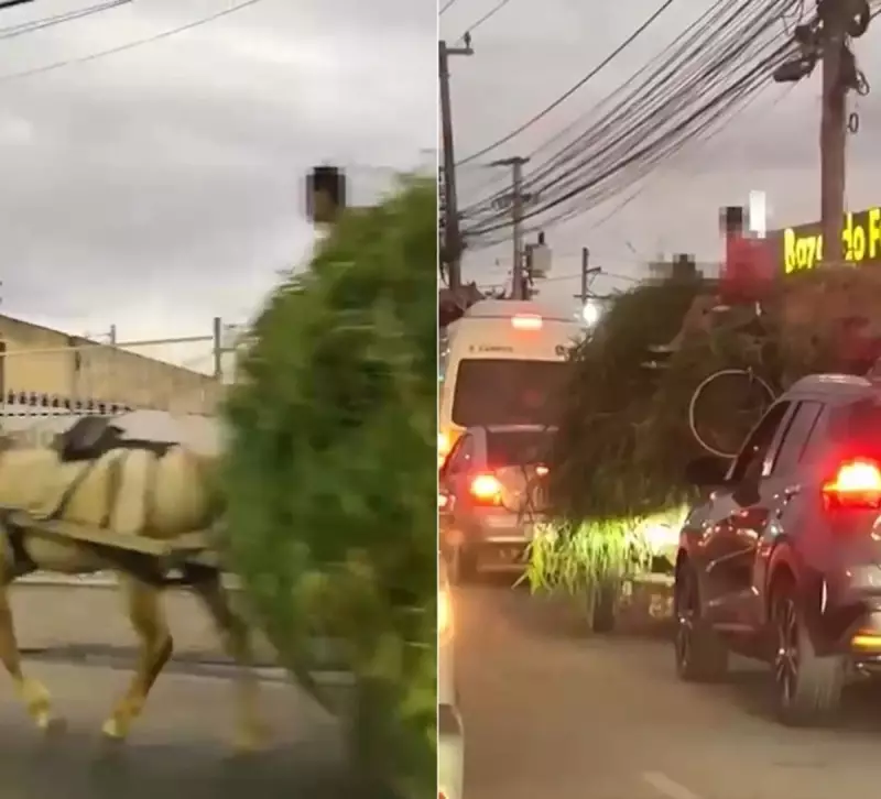 Cena Inusitada em Campos: Carroça com Mato e Bicicleta Circula Entre Carros na Avenida 28 de Março