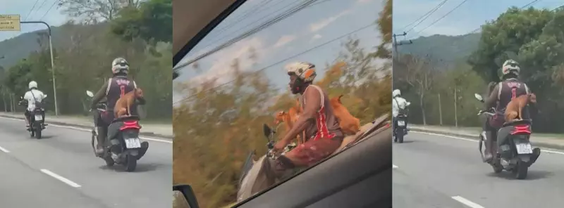 Cena Inusitada no Trânsito do Rio: Motociclista Transporta 5 Cachorros de Uma Vez