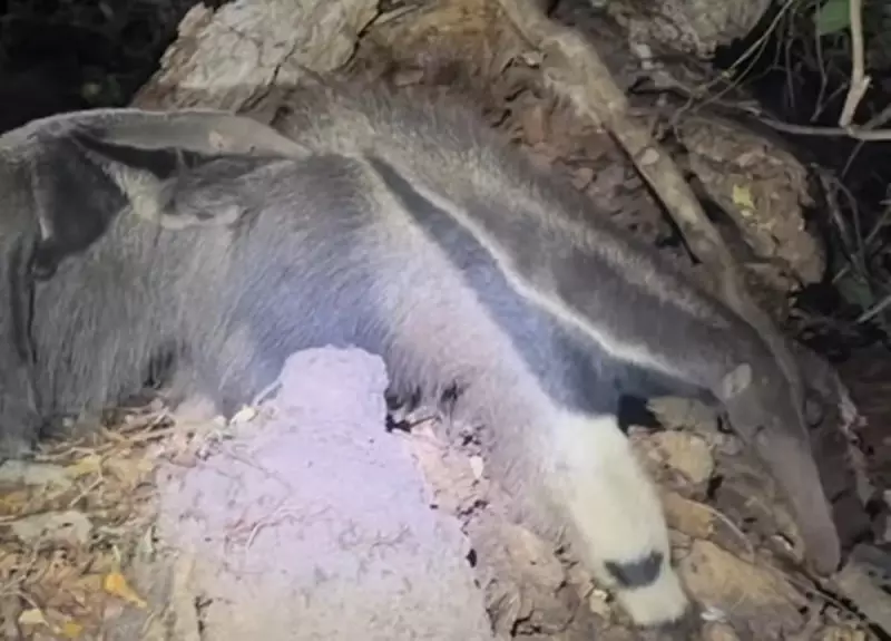 Cena Rara no Pantanal: Tamanduá-Bandeira É Flagrado Carregando Filhote Nas Costas