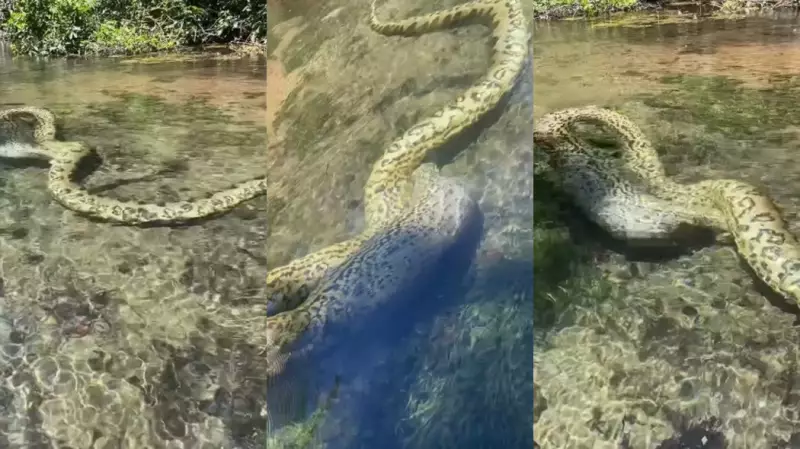 Cena Rara: Sucuri Gigante Engole Capivara Inteira em Rio de Cristalinas Águas de MS | Vídeo Impressionante