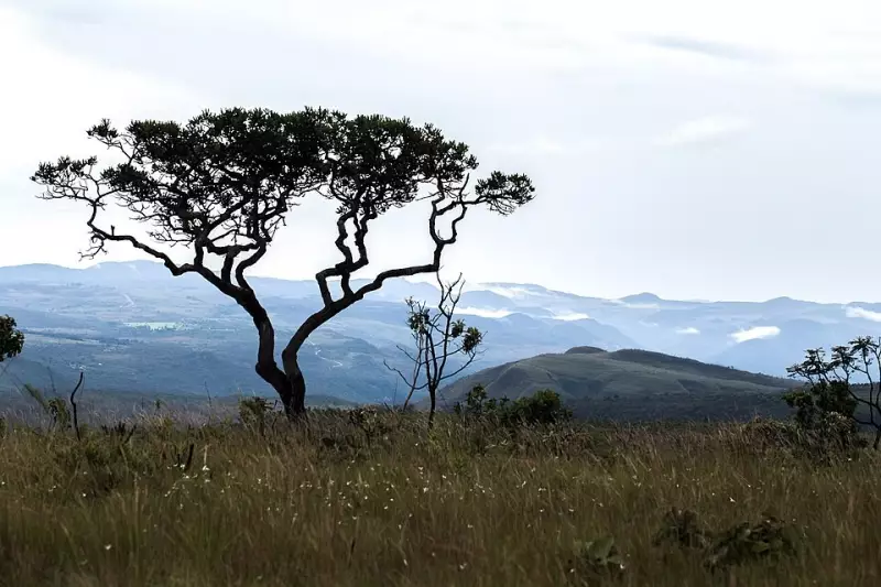 Cerrado Revelado: Como as Abelhas e Flores Tecem a Trama da Vida no Coração do Brasil
