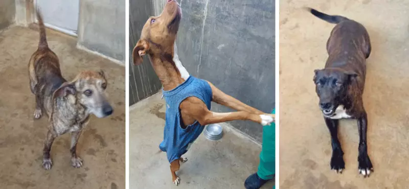 Cães resgatados de casa de serial killer em SP ganham nova chance: conheça os peludos que buscam um lar