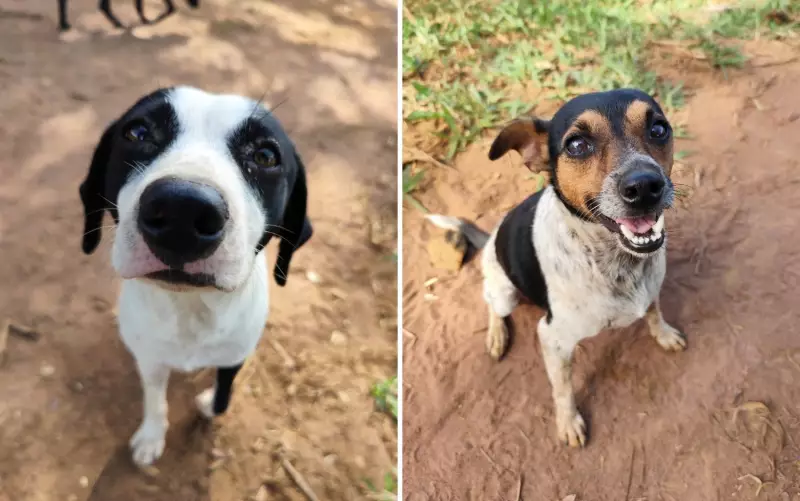 Cães Resgatados em Rodovias de Ribeirão Preto Buscam Lar: Saiba Como Adotar