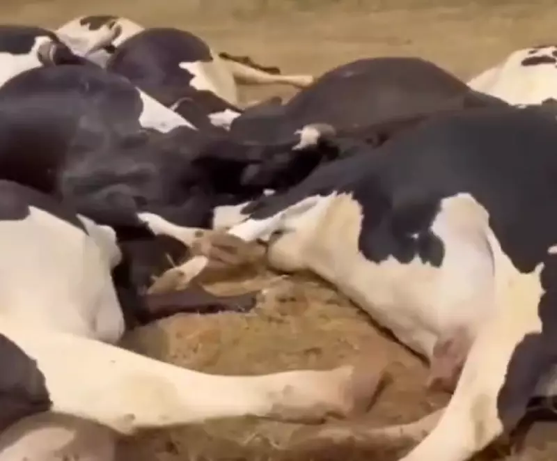 Choque Elétrico Mata 15 Bovinos em Batalha: Prejuízo Supera R$ 300 Mil no Agronegócio Alagoano