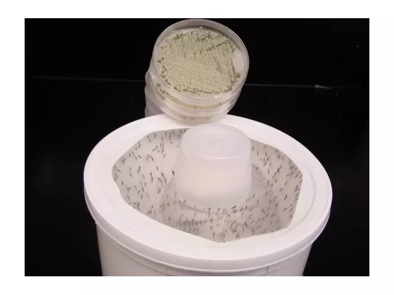 Cientistas criam fungo com aroma floral que elimina mosquitos da dengue, malária e Zika