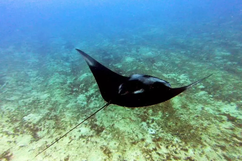 Cientistas descobrem nova espécie de raia e batizam em homenagem ao Boitatá, lendária serpente de fogo do folclore brasileiro