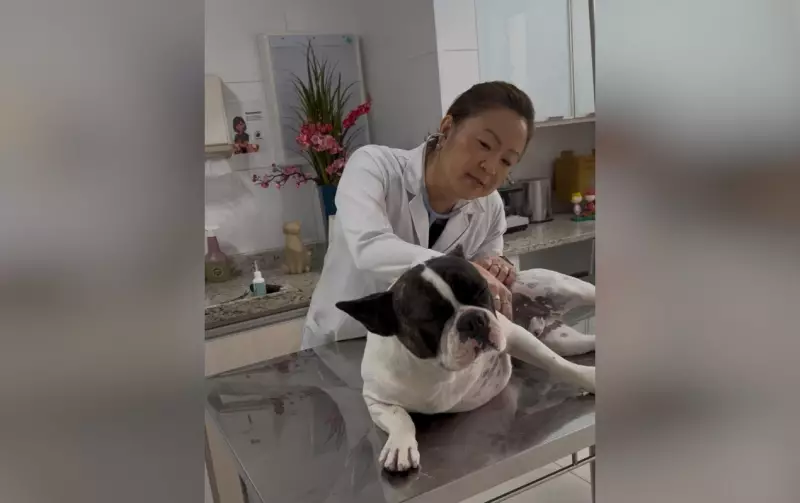 Cinomose em Cães: Interior de SP em Alerta com Aumento de Casos da Doença Fatal