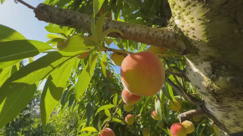 Clima Afeta Safra: Pêssegos de Jarinu Nascem Menores e Preocupam Produtores