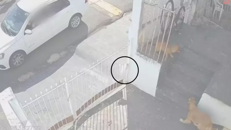 Câmera flagra suspeito jogando sacola com chumbinho para cães; um animal morreu em São José do Rio Preto