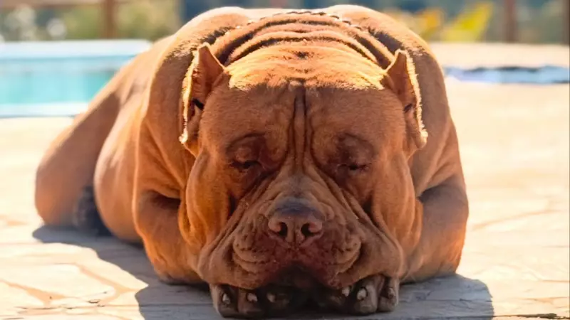 Cão de 80kg vira 'pai adotivo' de filhote de pato em amizade que conquistou a internet