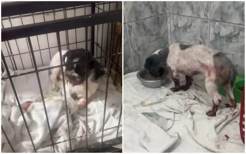 Cão Morre com Bicheira na Boca Após Ser Abandonado: Pet Shop Denuncia Maus-Tratos em Caso Chocante