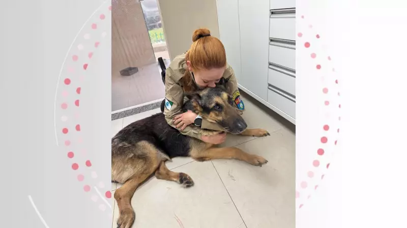 Cão policial se aposenta após 8 anos de serviço e emociona PM em despedida comovente