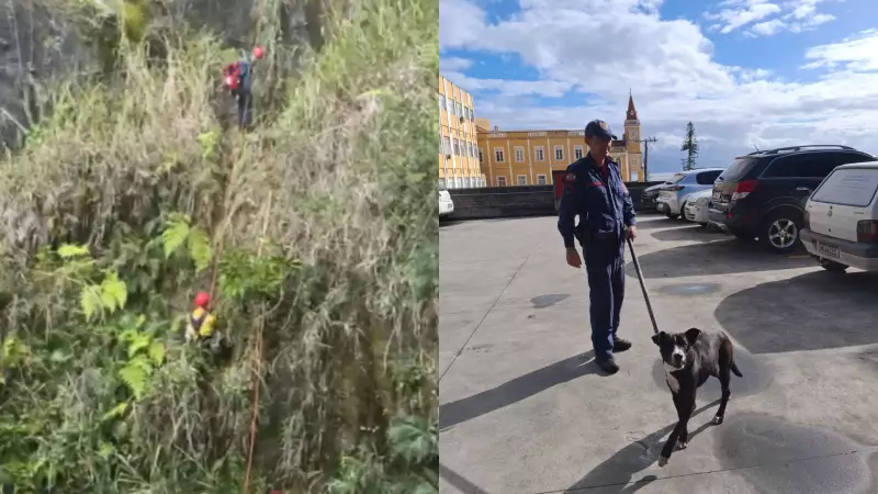 Cão salvo de penhasco de 30 metros em Florianópolis: emocionante resgate com final feliz