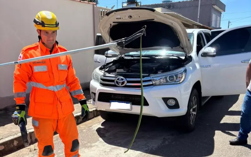 Cobra-cipó é resgatada de dentro de carro em Campo Belo: veja o susto dos bombeiros