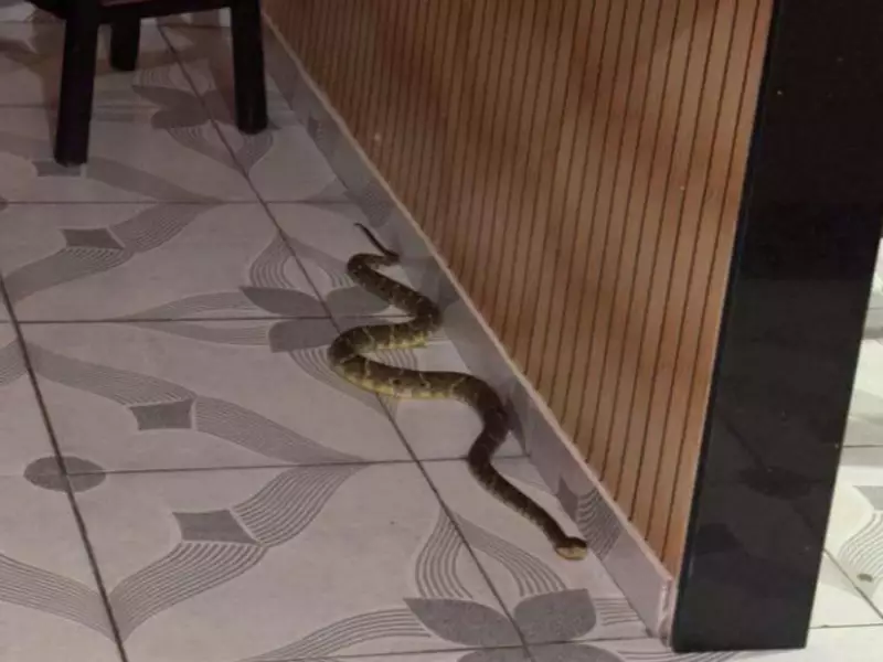 Cobra Jararaca de Mais de 1 Metro é Encontrada Dentro de Residência no Acre | Cena Assustadora em Vídeo
