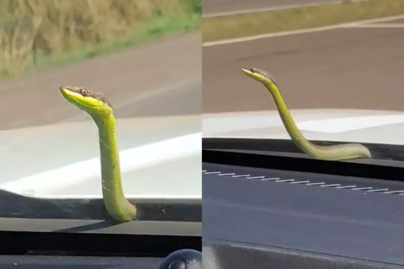 Cobra Pega Carona em Ambulância e Cena Inusitada Surpreende Socorristas em MS