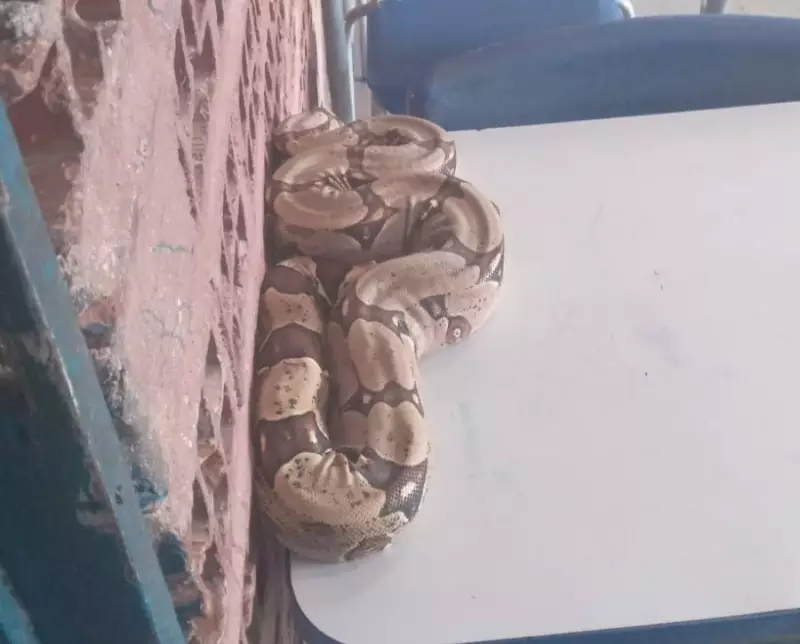 Cobra Rara é Encontrada no Litoral do Piauí: Espécie Pode Ser Perigosa