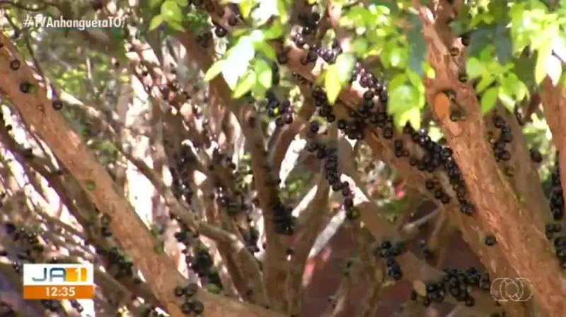 Colheita da Jabuticaba: Pomares em Taquaruçu Abrem as Portas para Turistas e Amantes da Fruta Típica