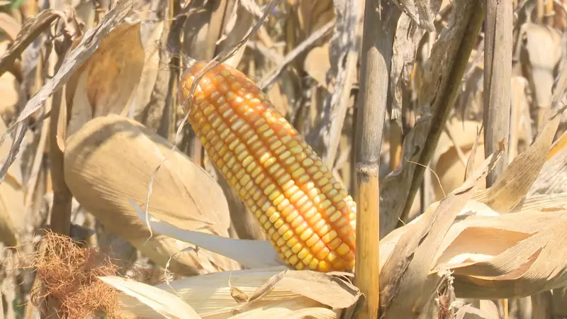 Colheita Recorde: Produtores de Roraima Celebram Safra Excepcional de Milho