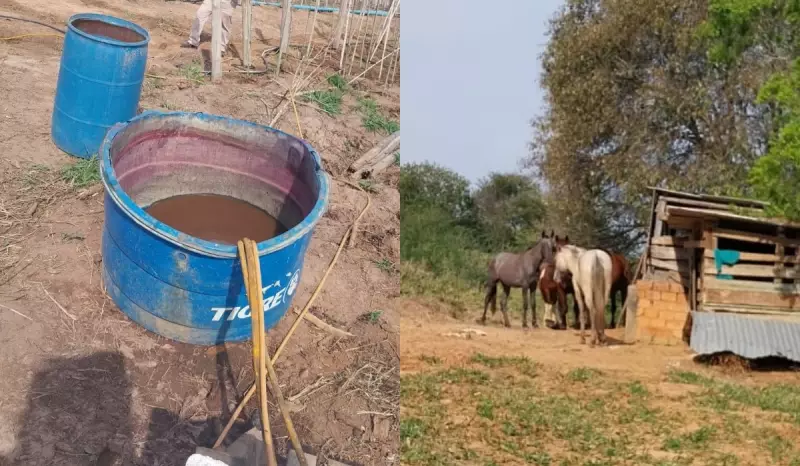 Condições Inumanas: Trabalhador Escravizado Bebia Água de Cavalos no Interior de SP
