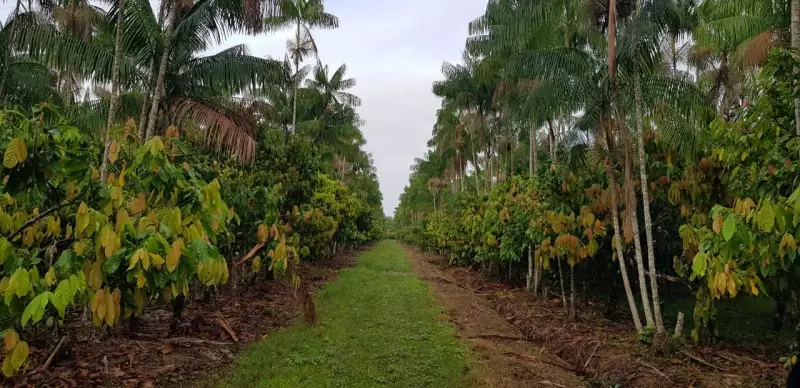 Cooperativas do Pará brilham na COP-30: modelos sustentáveis que representam o Brasil no mundo