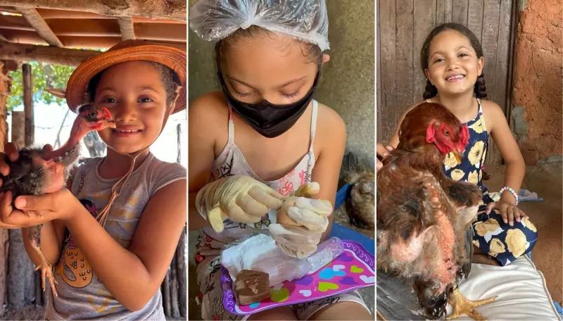 Criança vira sensação na web ao realizar 'parto cesárea' em ovos e ajudar pintinhos a nascerem no RN