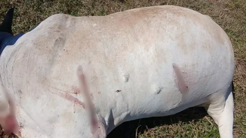 Crime bizarro no interior de SP: Criminosos invadem sítio, matam e desossam vacas para roubar carne