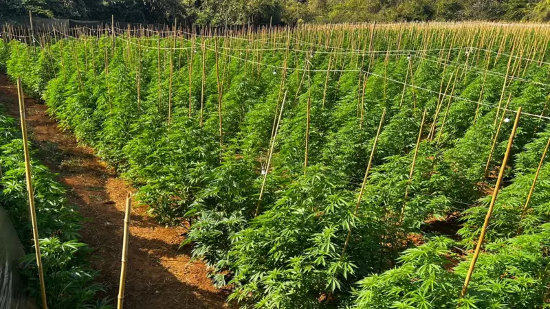 Cultivo Ilegal de Maconha: Dupla é Presa em Fazenda com 6 Mil Pés em Coromandel