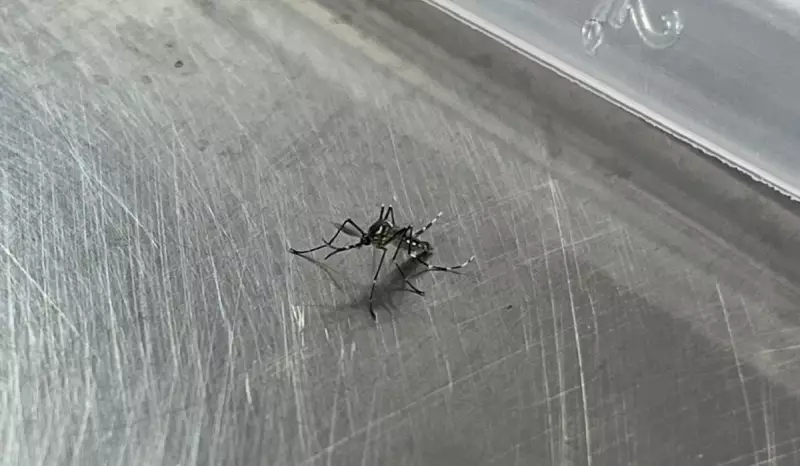 Dengue em Explosão no Acre: Casos Mais que Dobram com Vacinação Aquém da Meta