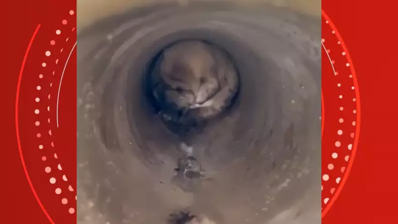 Emocionante! Cadela não desiste de filhote preso em cano e ajuda bombeiros em resgate no ES