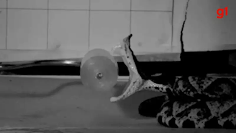 Estudo Revela Qual Cobra Tem o Bote Mais Rápido: Resultado Surpreendente