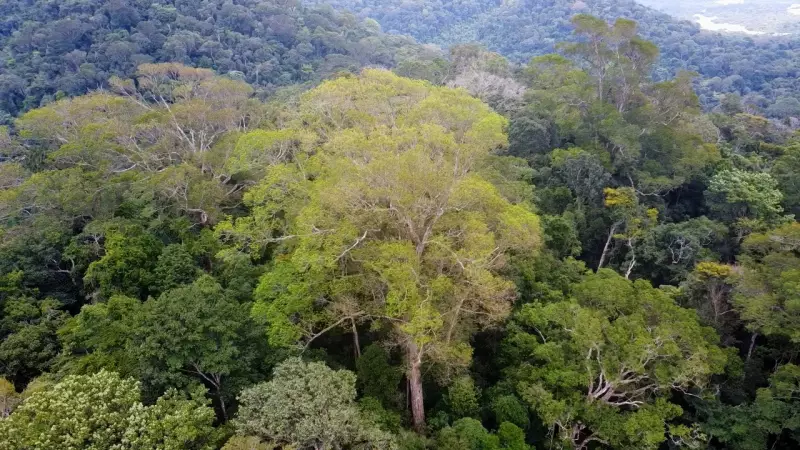 Expedição Revela Floresta de Gigantes no Coração da Amazônia: Árvores que Desafiam a Imaginação